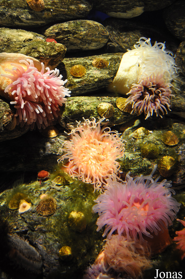 Actinia equina