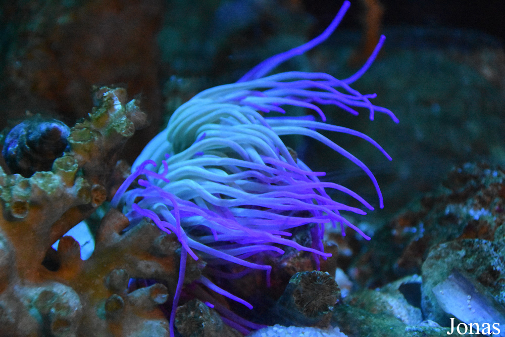 Anemonia viridis