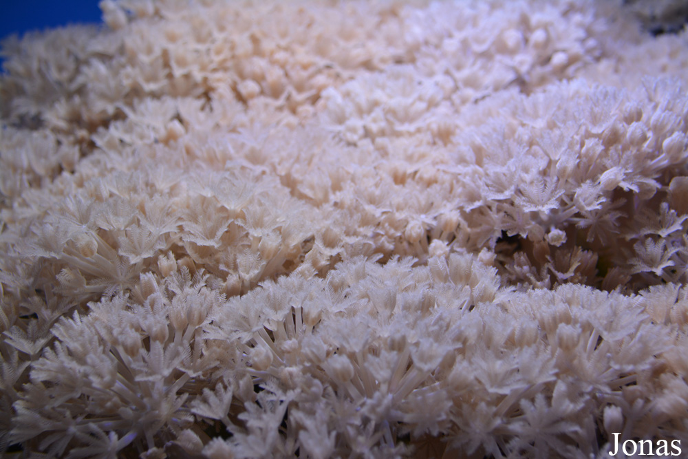 Clavularia sp.