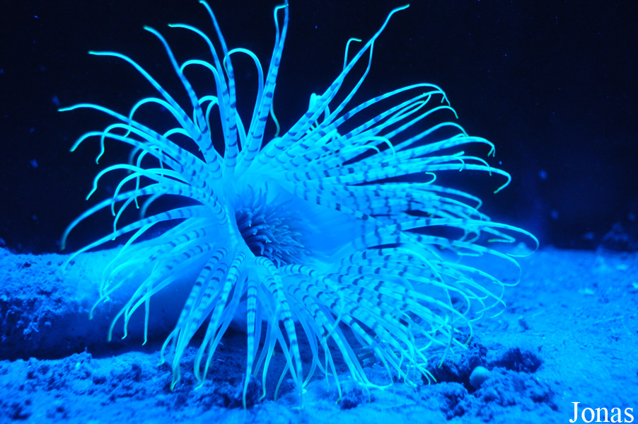 Pachycerianthus multiplicatus