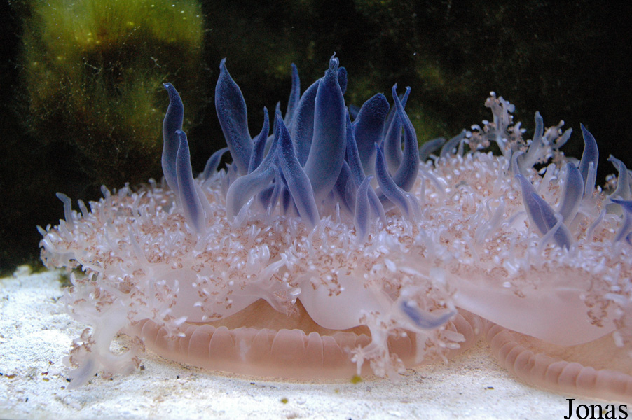 Cassiopea andromeda