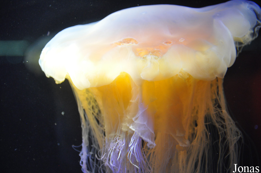 Cyanea capillata