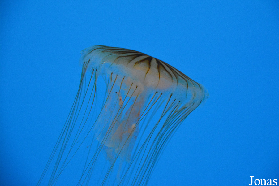 Chrysaora melanaster