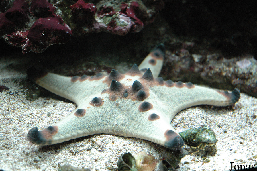 Protoreaster sp.