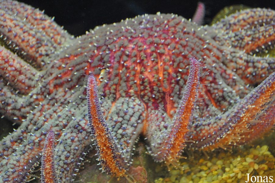 Pycnopodia helianthoides