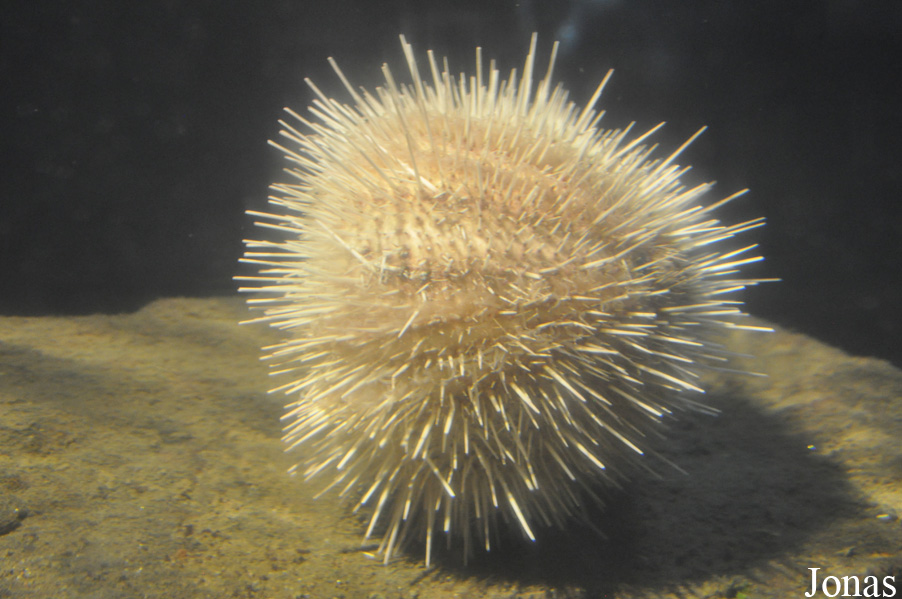 Echinus acutus