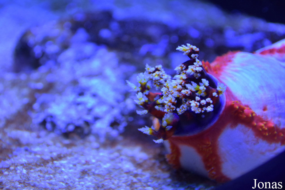 Pseudocolochirus violaceus