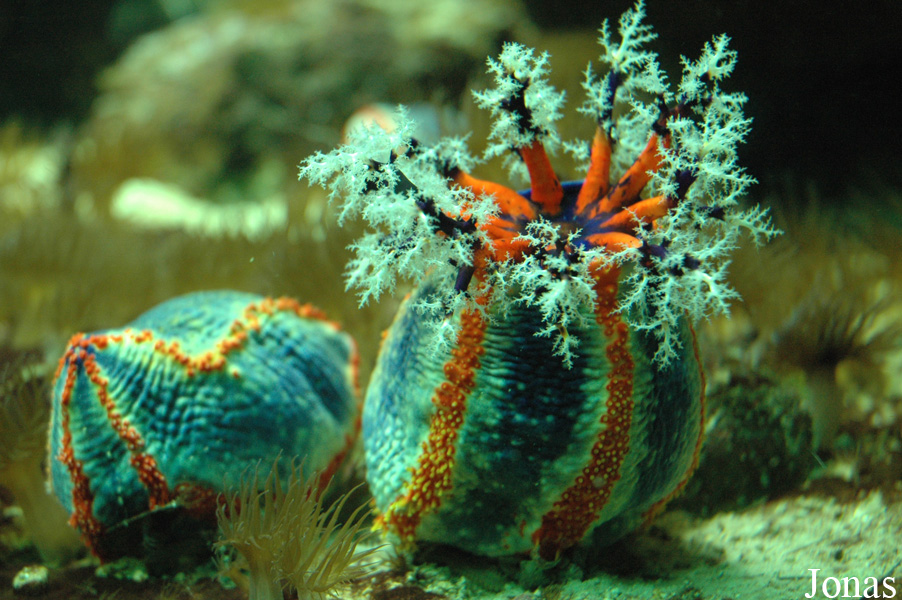 Pseudocolochirus violaceus