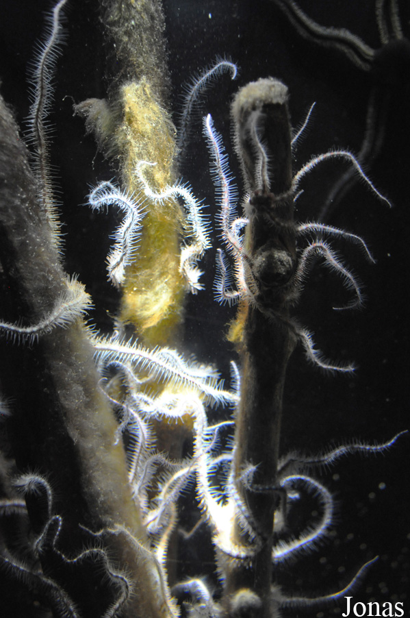 Ophiocomina nigra