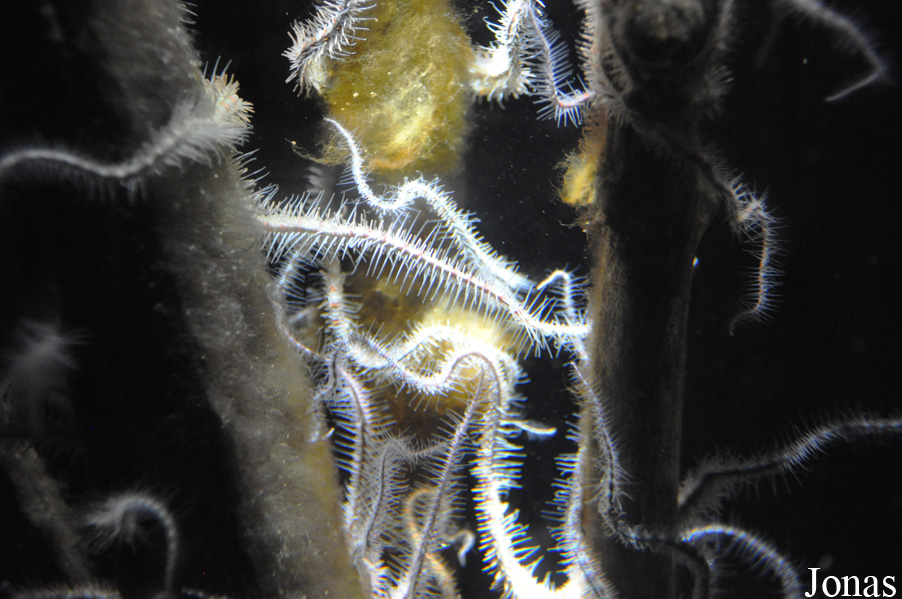 Ophiocomina nigra