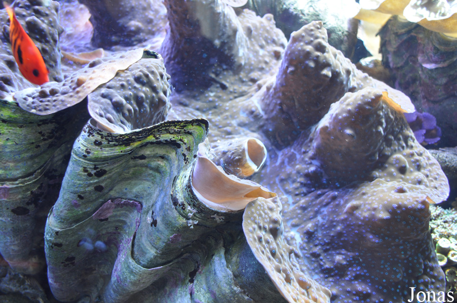 Tridacna gigas