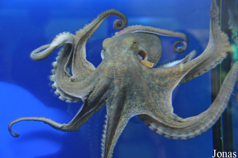Octopus vulgaris