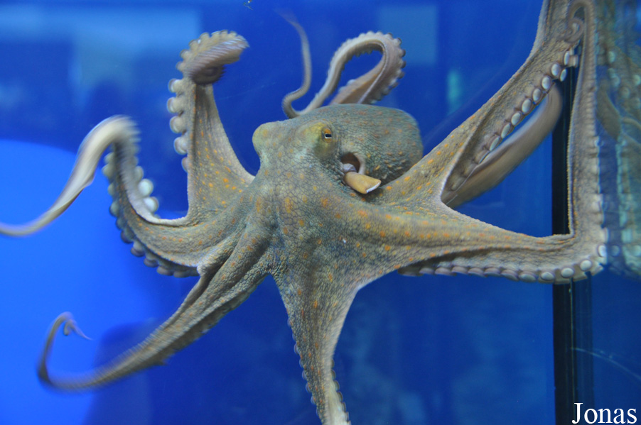 Octopus vulgaris