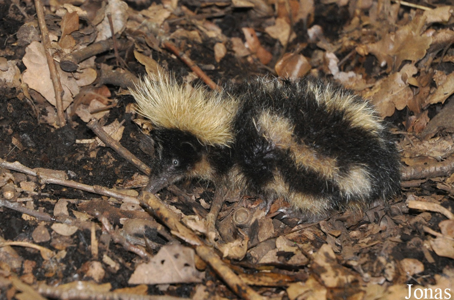 Hemicentetes nigriceps