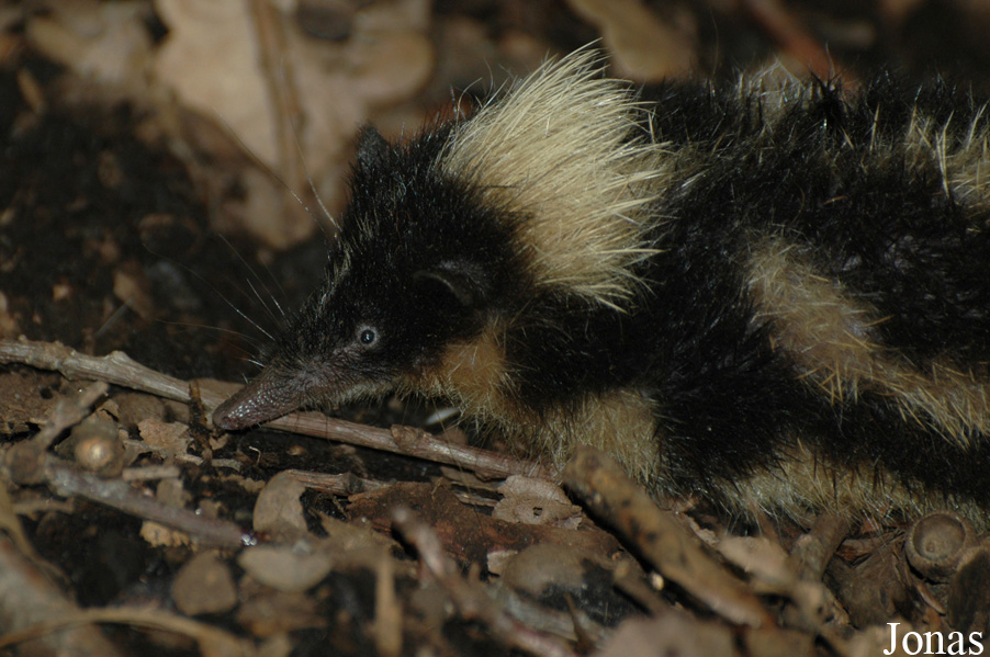 Hemicentetes nigriceps