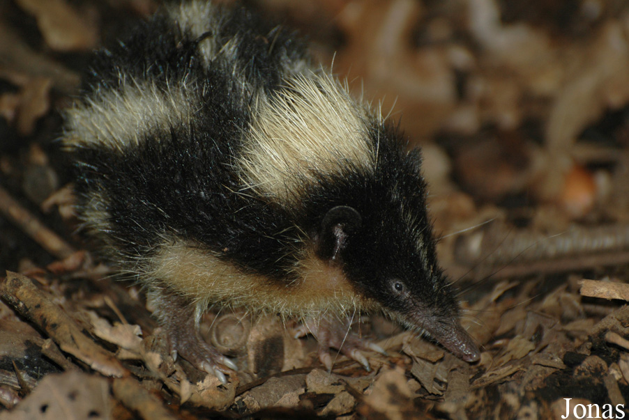 Hemicentetes nigriceps