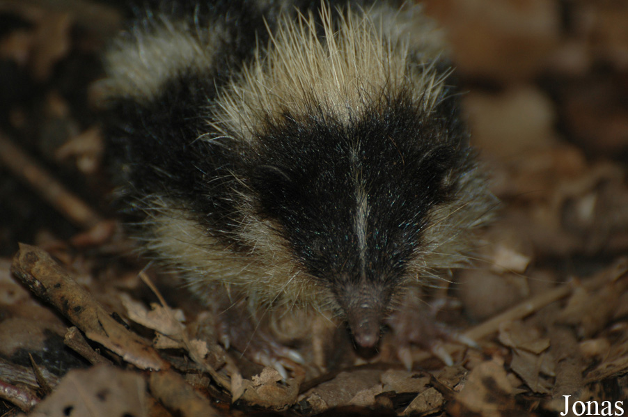 Hemicentetes nigriceps