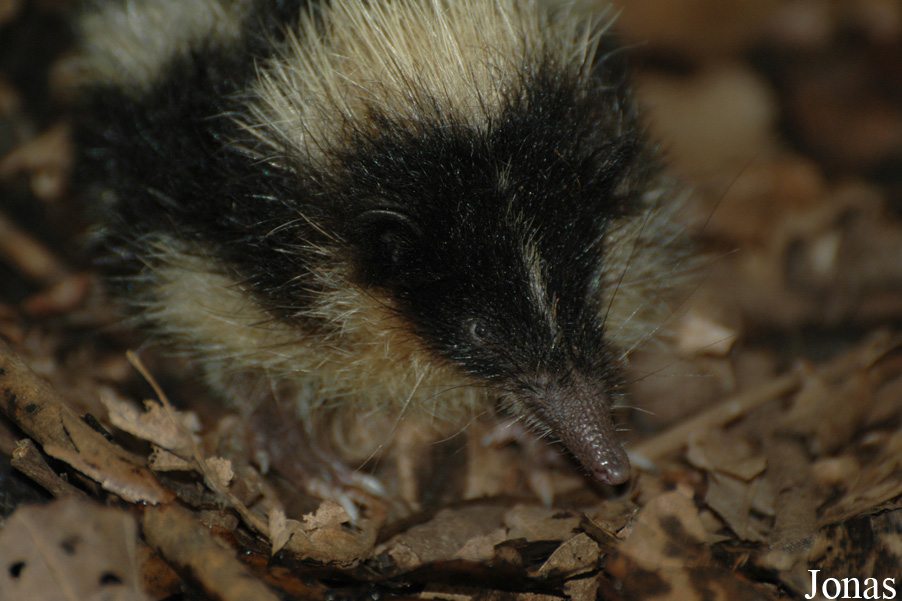 Hemicentetes nigriceps