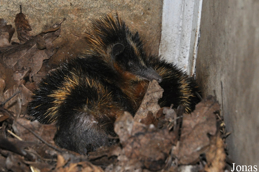 Hemicentetes semispinosus