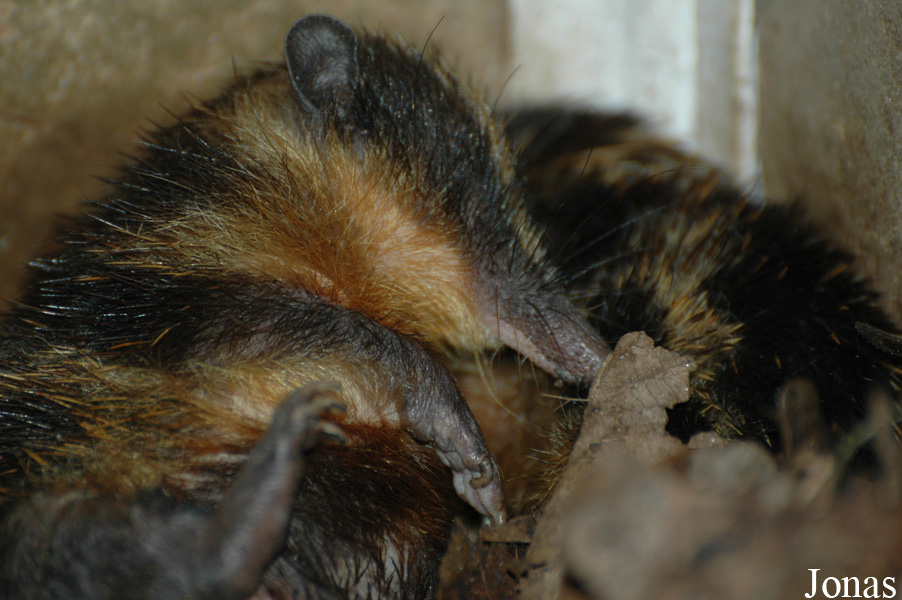Hemicentetes semispinosus