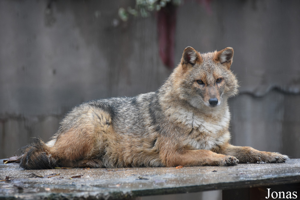 Canis aureus moreoticus