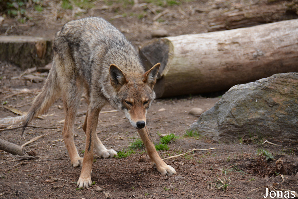 Canis latrans