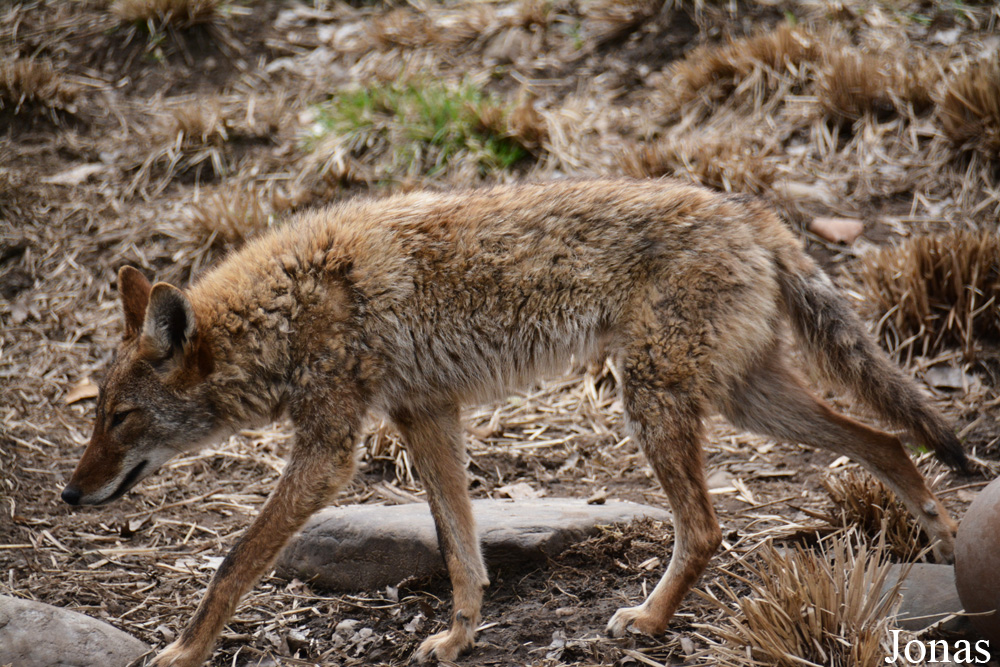 Canis latrans