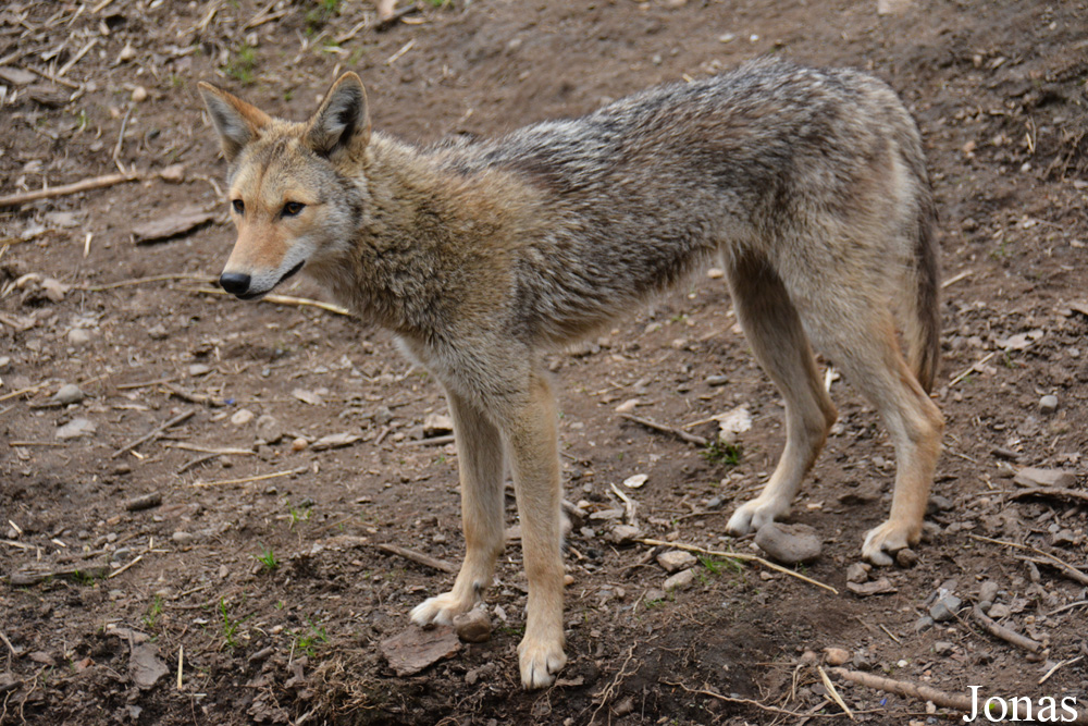 Canis latrans