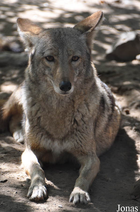 Canis latrans