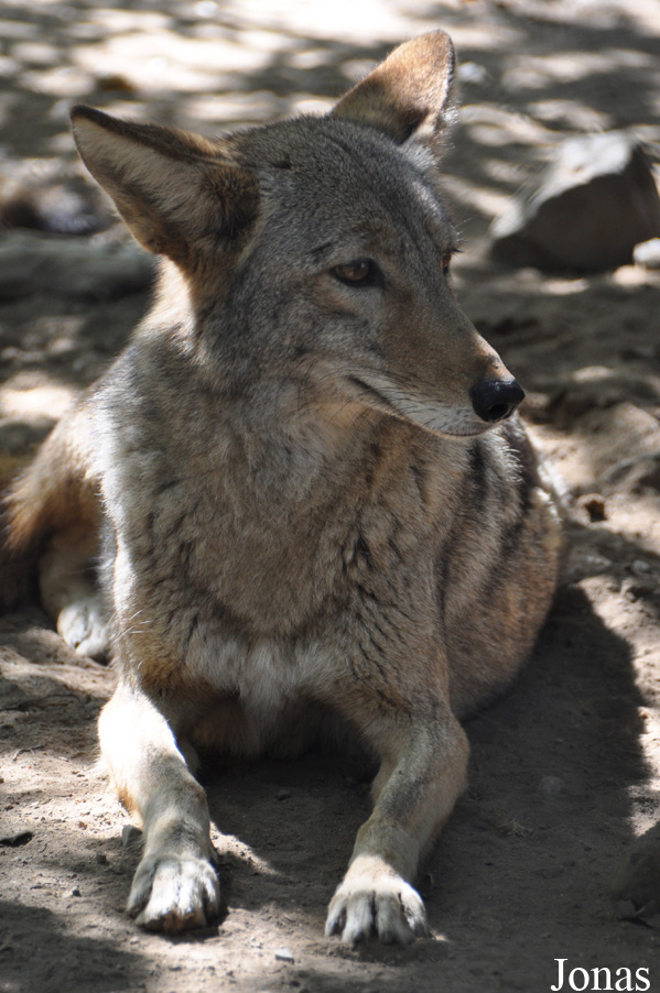 Canis latrans