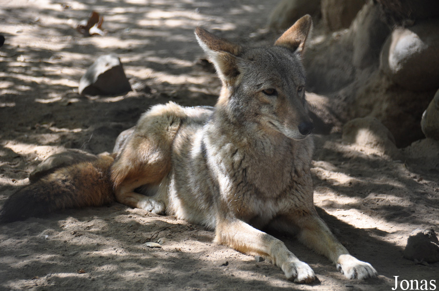 Canis latrans