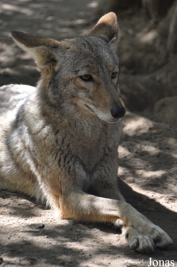 Canis latrans
