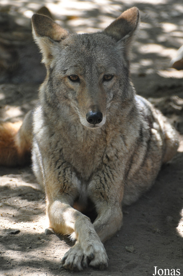 Canis latrans