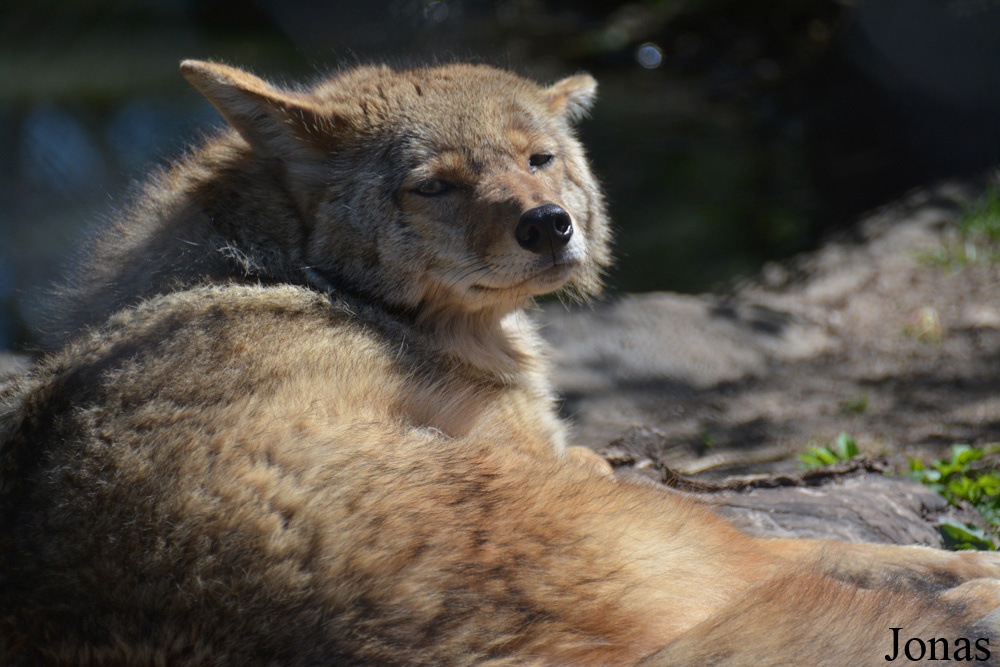 Canis latrans