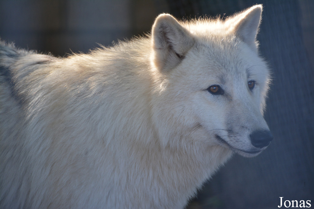 Canis lupus