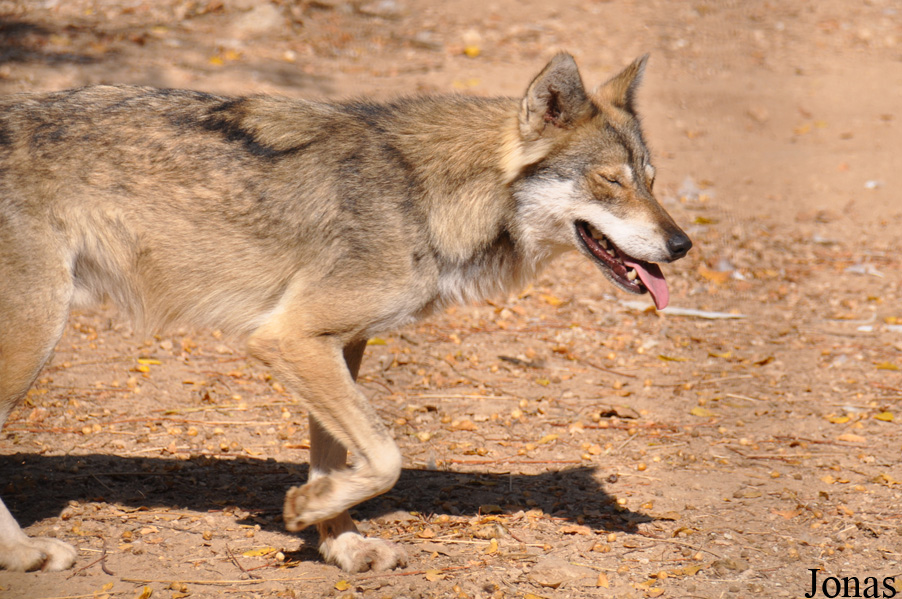 Canis lupus arabs