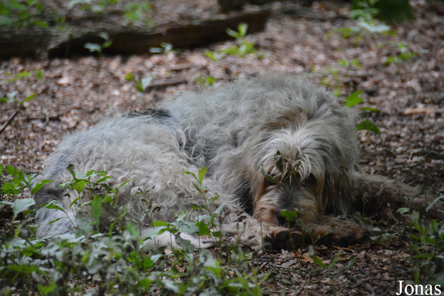 Canis lupus familiaris