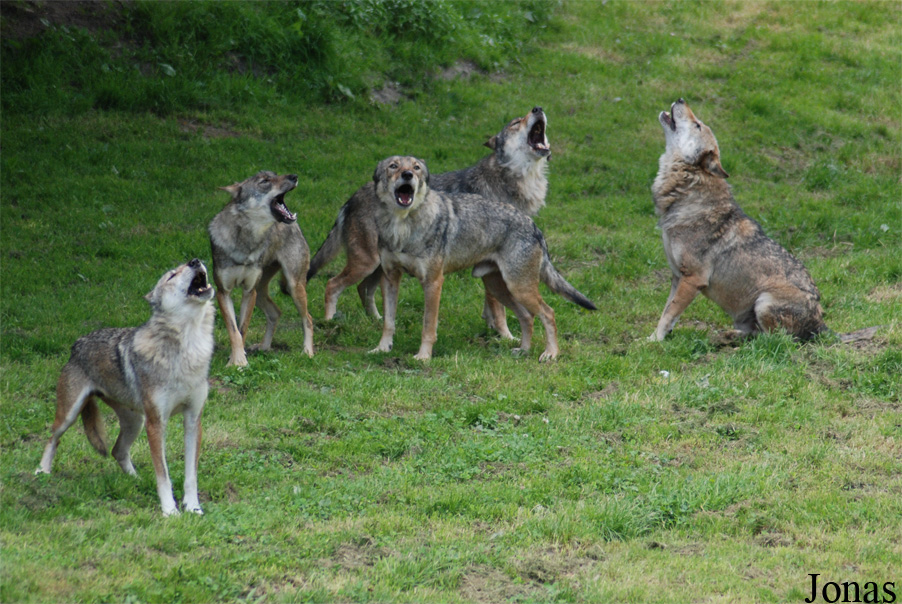 Canis lupus lupus