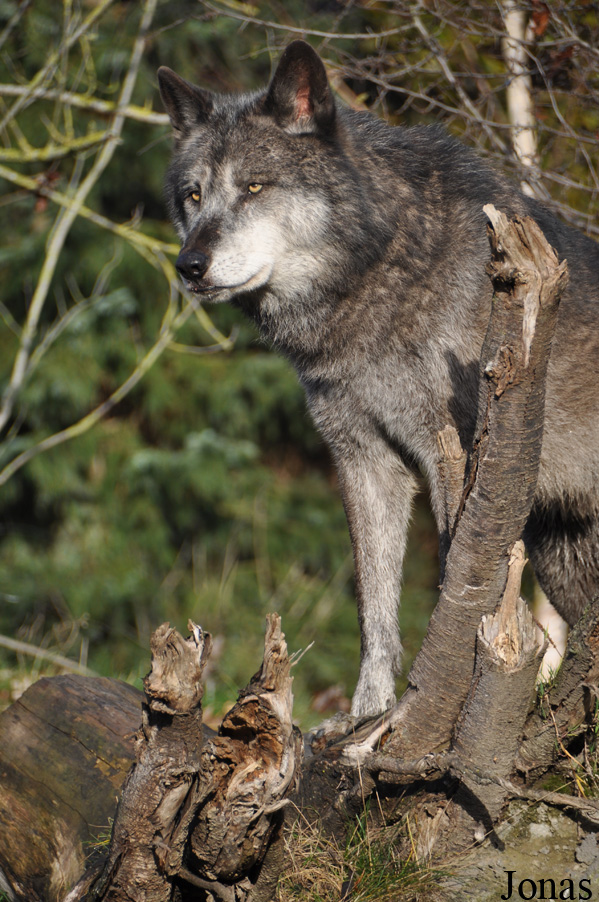 Canis lupus occidentalis