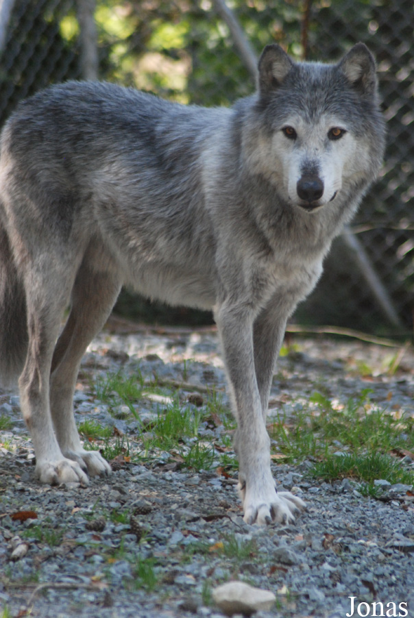 Canis lupus occidentalis