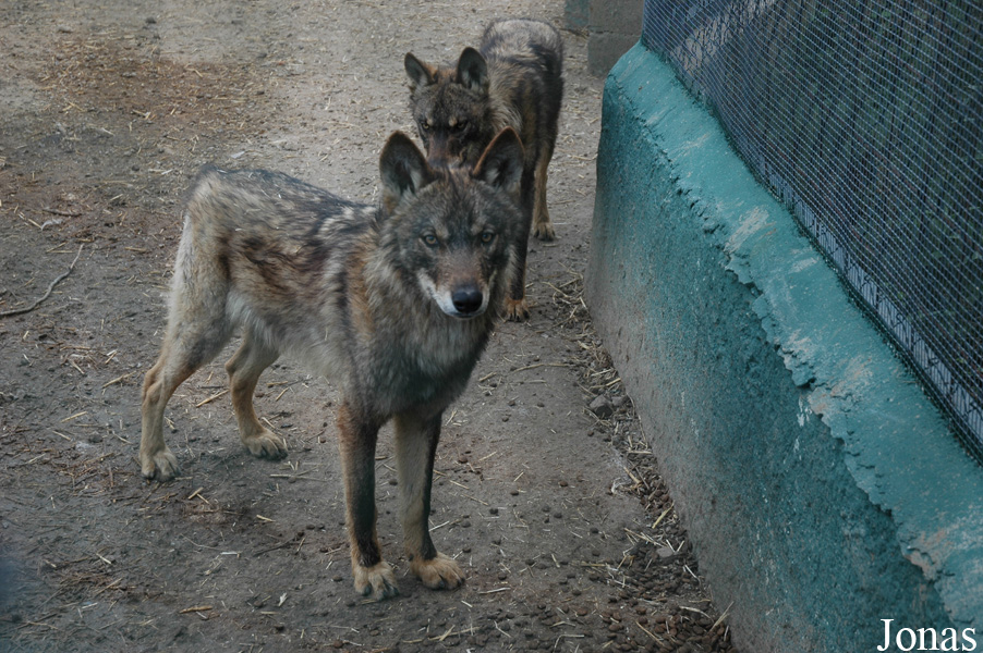 Canis lupus signatus