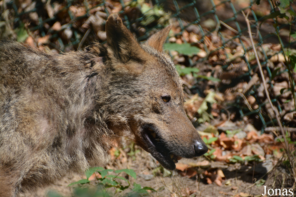 Canis lupus signatus
