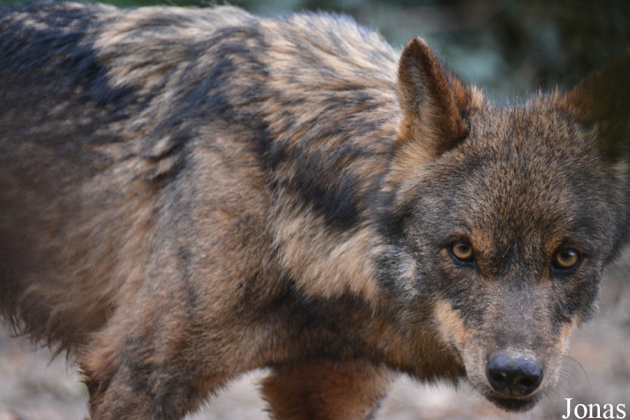 Canis lupus signatus