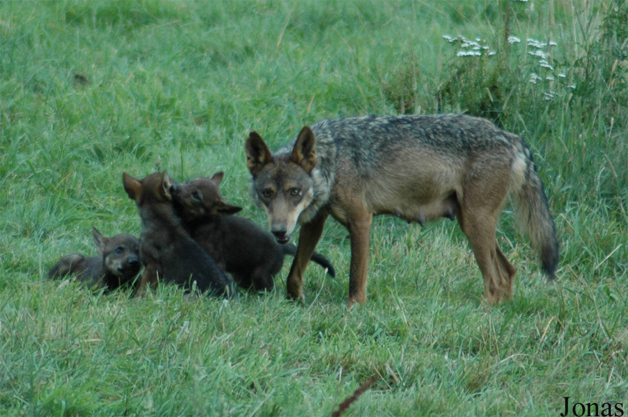 Canis lupus signatus