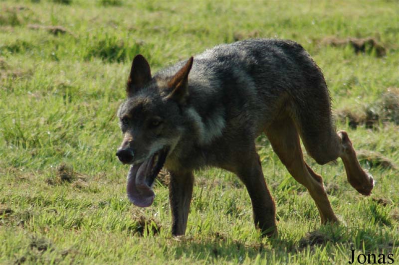 Canis lupus signatus