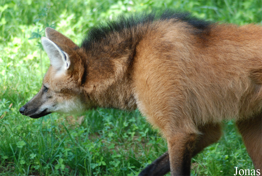 Chrysocyon brachyurus