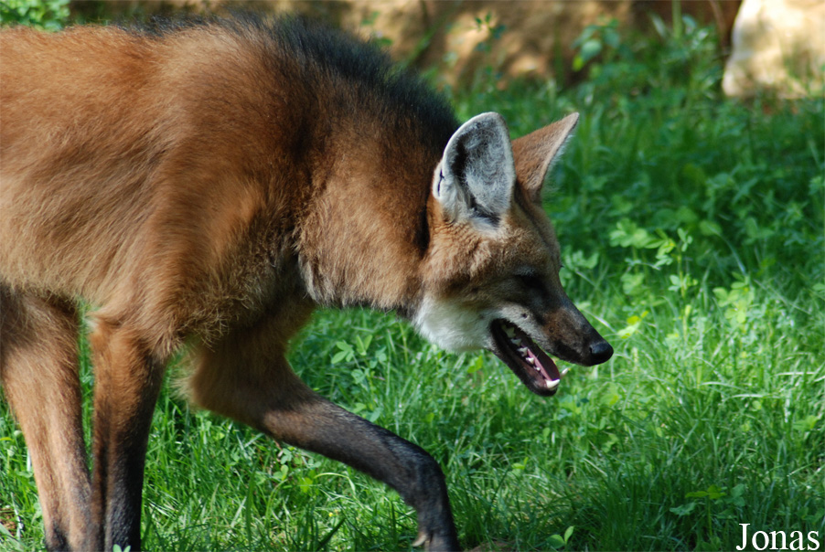 Chrysocyon brachyurus
