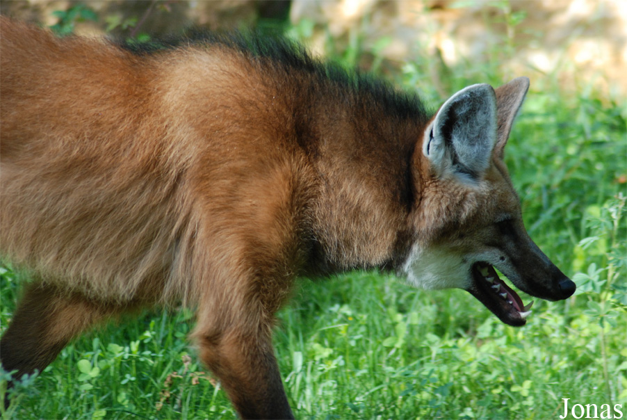 Chrysocyon brachyurus