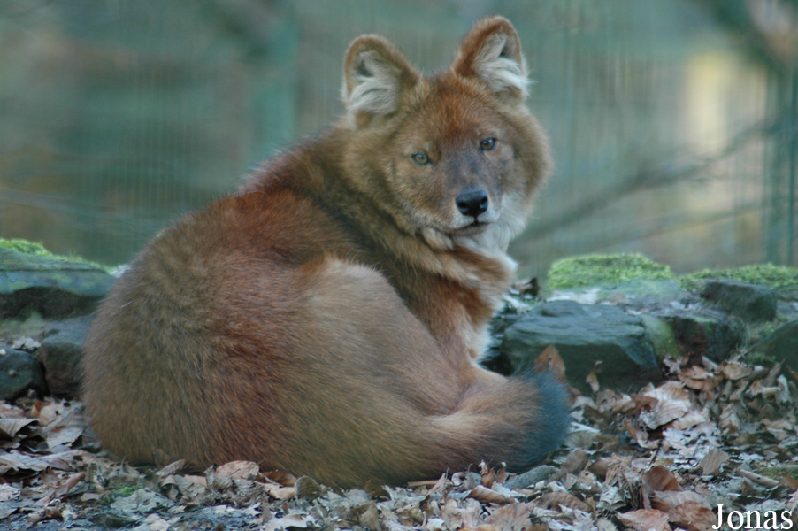 Cuon alpinus