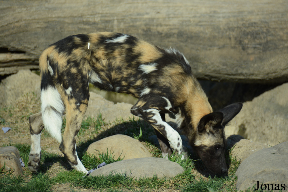 Lycaon pictus